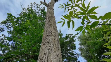 W I kwartale 2026 roku rozpoczną się prace związane z interwencyjną wycinką drzew obumarłych, nierokujących szans na przeżycie i zagrażających bezpieczeństwu ludzi i mienia znajdujących się w pasach drogowych oraz na terenach zieleni w Toruniu.