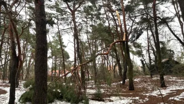 Zabiegi pielęgnacyjne na terenach leśnych