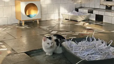  Program opieki nad zwierzętami bezdomnymi