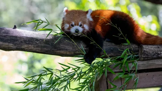 Pokazowe karmienie pand małych