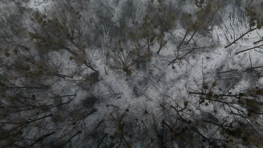 Nielegalna wycinka na Kępie Bazarowej