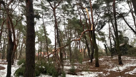 Zabiegi pielęgnacyjne na terenach leśnych