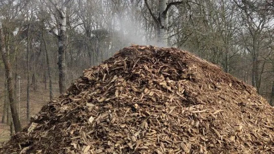 Para wodna w zrębkach drewna na Martówce