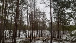 Zielone prace pielęgnacyjne na JARZE