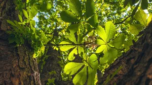 Zleciliśmy ekspertyzę kasztanowców przy ul. św. Józefa