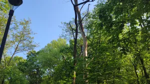 Interwencyjna wycinka drzew: kontynuujemy prace