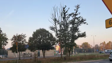 Interwencyjna wycinka drzew - Szosa Lubicka