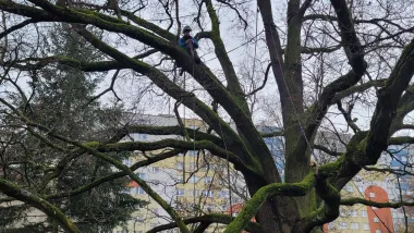 W Toruniu dbamy o pomniki przyrody