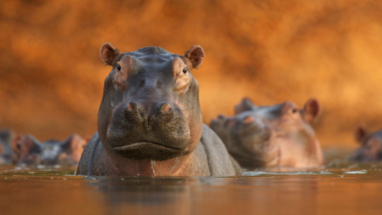 Rozlewisko hipopotamów, fot. David Fettes / Wielka Brytania