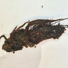 Badania archeologiczne na dziedzińcu Domu Mikołaja Kopernika