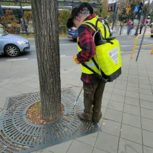 Od wtorku na alei Jana Pawła II trwają prace związane z zabiegami mikoryzacji i oprysku kwasami humusowymi.
