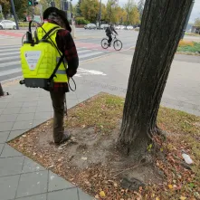 Od wtorku na alei Jana Pawła II trwają prace związane z zabiegami mikoryzacji i oprysku kwasami humusowymi.