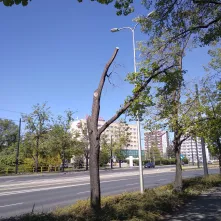 W I kwartale 2026 roku rozpoczną się prace związane z interwencyjną wycinką drzew obumarłych, nierokujących szans na przeżycie i zagrażających bezpieczeństwu ludzi i mienia znajdujących się w pasach drogowych oraz na terenach zieleni w Toruniu.