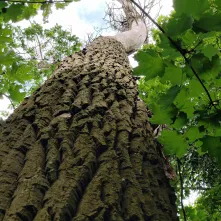 W I kwartale 2026 roku rozpoczną się prace związane z interwencyjną wycinką drzew obumarłych, nierokujących szans na przeżycie i zagrażających bezpieczeństwu ludzi i mienia znajdujących się w pasach drogowych oraz na terenach zieleni w Toruniu.