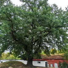 Dąb szypułkowy Quercus robur L., ul. Rudacka