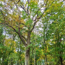 Dąb szypułkowy Quercus robur L. nr 1, Bielany