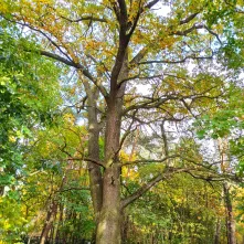 Dąb szypułkowy Quercus robur L. nr 2, Bielany