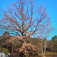 Dąb szypułkowy Quercus robur L. w Kaszczorku