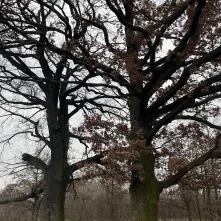 Dęby szypułkowe Quercus robur L., ul. Łokietka