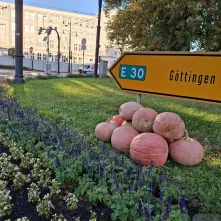 Na zieleńcach i skwerach wokół starówki pojawiły się kolorowe dynie.