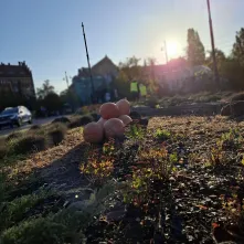 Na zieleńcach i skwerach wokół starówki pojawiły się kolorowe dynie.