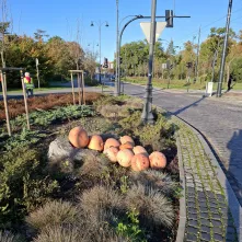 Na zieleńcach i skwerach wokół starówki pojawiły się kolorowe dynie.