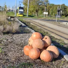 Na zieleńcach i skwerach wokół starówki pojawiły się kolorowe dynie.