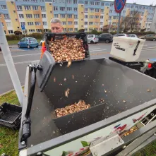 Zakończyło się sadzenie roślin cebulowych w kilku punktach Torunia. 