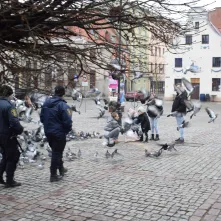 Nie dokarmiajmy ptaków na starówce