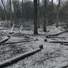 Nielegalna wycinka na Kępie Bazarowej
