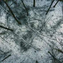 Nielegalna wycinka na Kępie Bazarowej