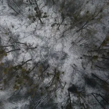 Nielegalna wycinka na Kępie Bazarowej