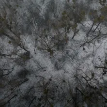 Nielegalna wycinka na Kępie Bazarowej