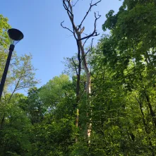 Interwencyjna wycinka drzew: kontynuujemy prace