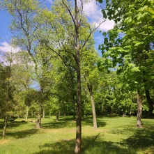 Interwencyjna wycinka drzew: kontynuujemy prace