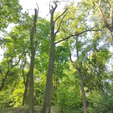 Interwencyjna wycinka drzew: kontynuujemy prace