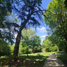 Interwencyjna wycinka drzew: kontynuujemy prace