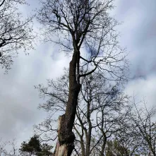W I kwartale 2026 roku rozpoczną się prace związane z interwencyjną wycinką drzew obumarłych, nierokujących szans na przeżycie i zagrażających bezpieczeństwu ludzi i mienia znajdujących się w pasach drogowych oraz na terenach zieleni w Toruniu.