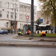 Jesienne nasadzenia bratków