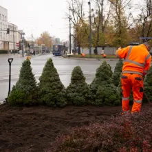 Jesienne nasadzenia bratków