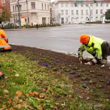 Jesienne nasadzenia bratków