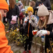 Sadzenie mikrolasu metodą Miyawaki