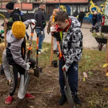 Sadzenie mikrolasu metodą Miyawaki
