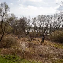Sprzątanie Winnicy