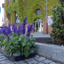 Nasadzenia kwiatów, 27.05.2025 r.