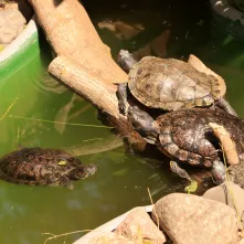 Niedzielna edukacja w Ogrodzie Zoobotanicznym