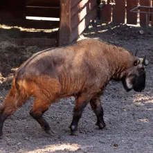 Niedzielna edukacja w Ogrodzie Zoobotanicznym