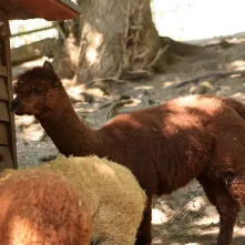 Niedzielna edukacja w Ogrodzie Zoobotanicznym