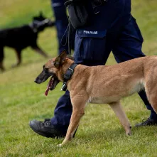 Festyn z okazji Święta Policji