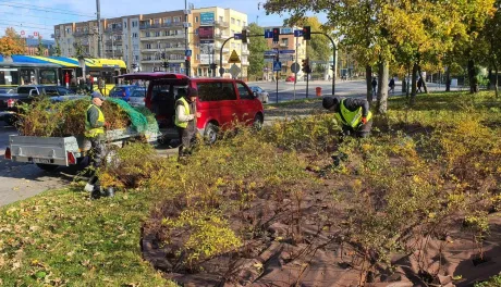 Nasadzenia krzewów tawuły przy Czerwonej Drodze